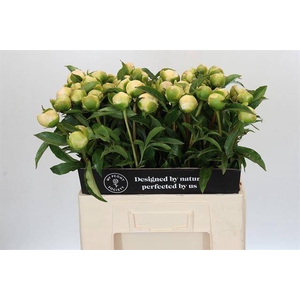 Paeonia edens temptation