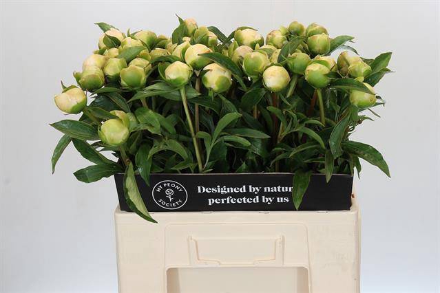 <h4>Paeonia edens temptation</h4>