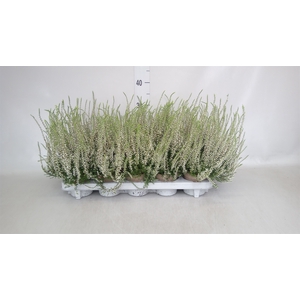 Calluna vulg. 'Garden G Alicia'