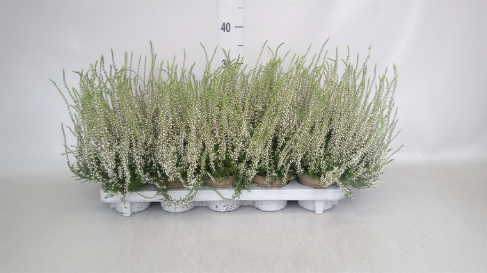 <h4>Calluna vulg. 'Garden G Alicia'</h4>