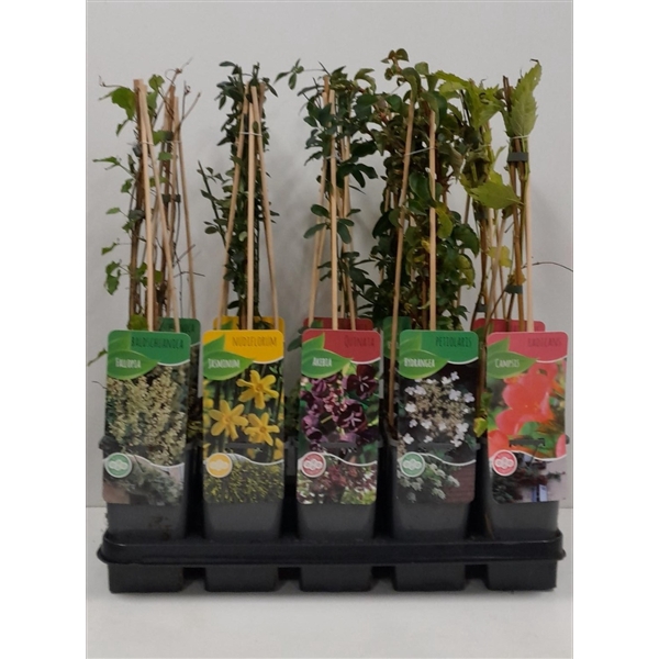 <h4>Overige klimplantenmix: Hydrangea, Jasminum, Campsis, Akebia, Passiflora</h4>