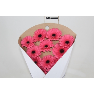 GERB PRE - INTENZZ >10 050 CM DIAM MIN 10 CM ROSA