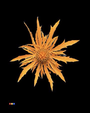 <h4>Eryngium Orange</h4>