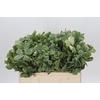 Pittosporum Ilan