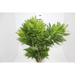 FOLHAGEM DRACENA PLEOMELE VERDE