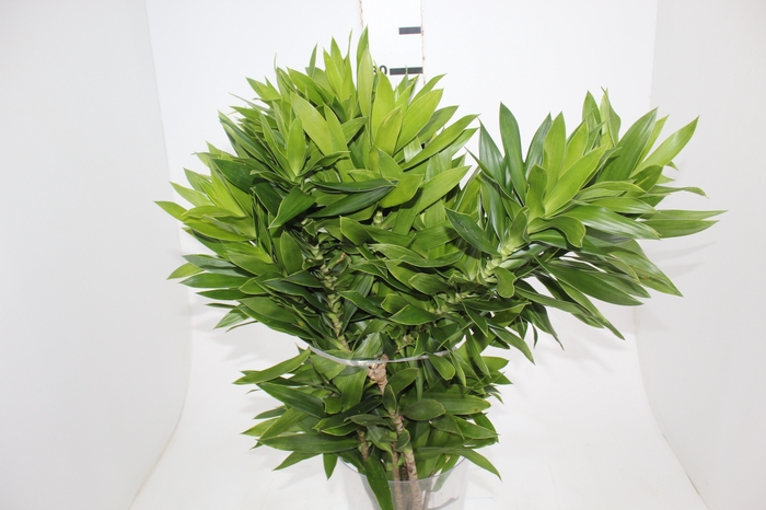 <h4>FOLHAGEM DRACENA PLEOMELE VERDE</h4>