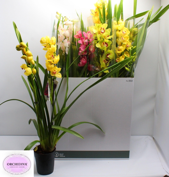 <h4>CYMB GEMENGD</h4>