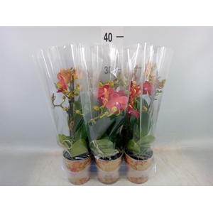 Phalaenopsis multi.   ...red