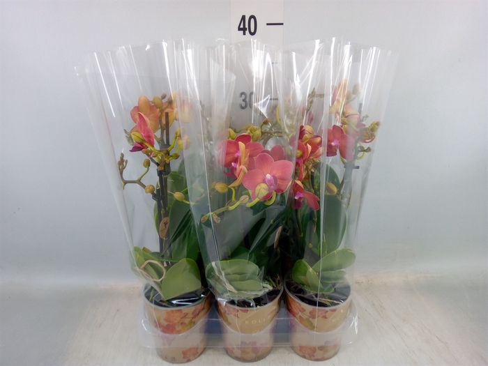 <h4>Phalaenopsis multi.   ...red</h4>