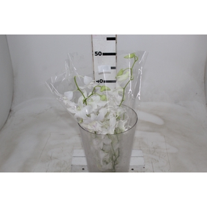 DENPHALAEN MACO MINIMO 30 FLORES