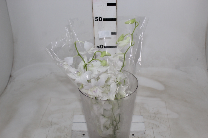 <h4>DENPHALAEN MACO MINIMO 30 FLORES</h4>