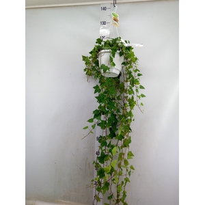 Hedera helix 'Anna'