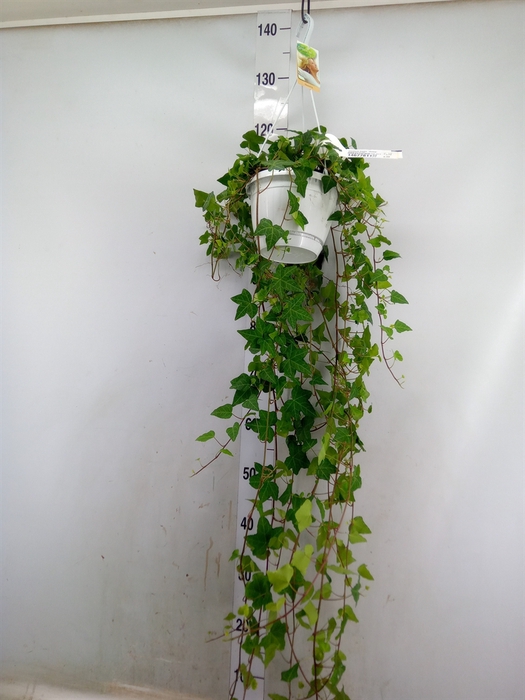<h4>Hedera helix 'Anna'</h4>