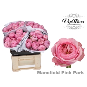 R KL PINK MANSFI PARK