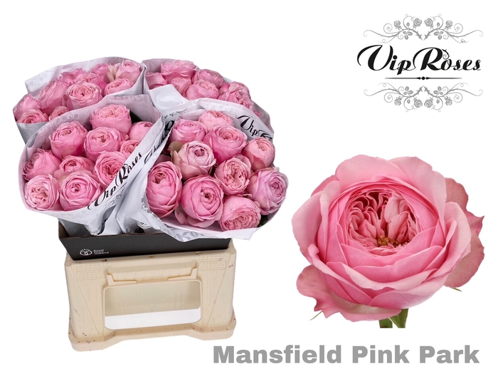 R KL PINK MANSFI PARK