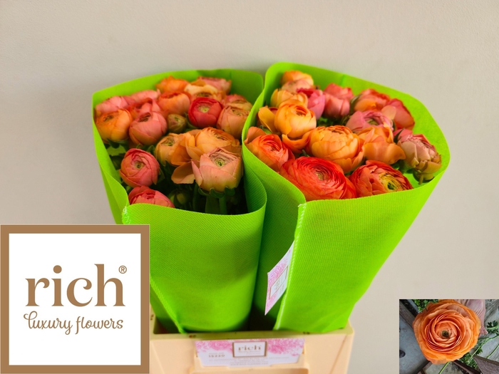 <h4>RAN AAZUR SALMON</h4>