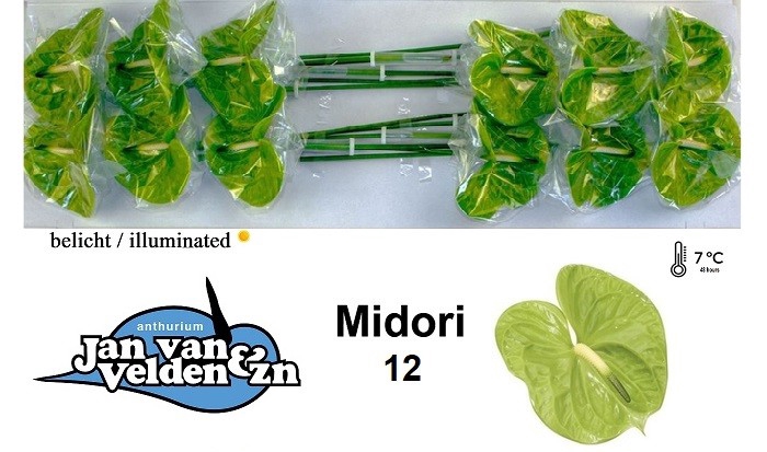 <h4>Anthurium Midori</h4>