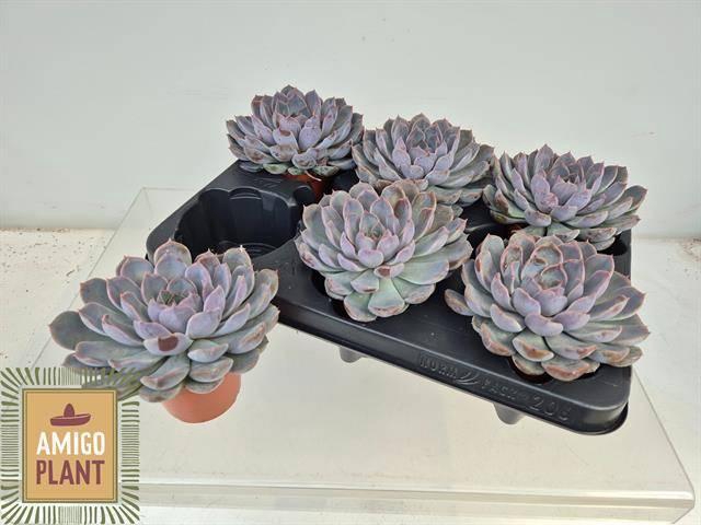 <h4>ECHEV SUMMER</h4>