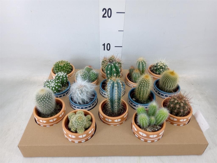 <h4>Cactus   ...</h4>