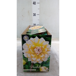 Dahlia   ...flowerbulbs