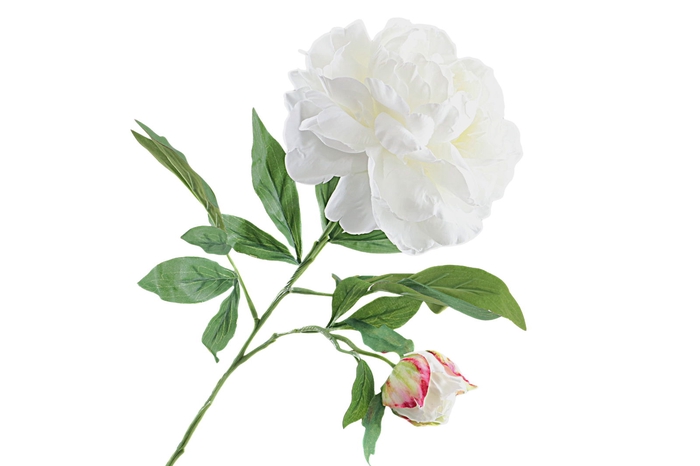 <h4>Paeonia White</h4>