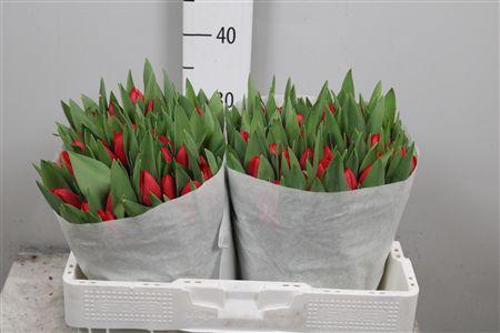 <h4>Tu En Hotspot</h4>