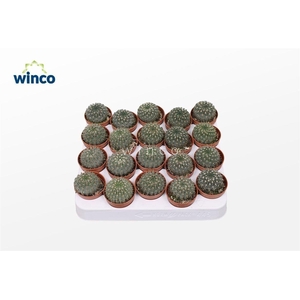 Buiningia Brevicylindrica