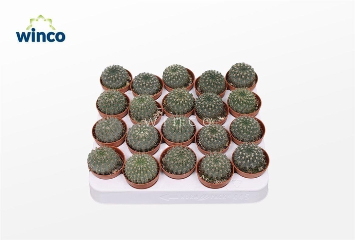 Buiningia Brevicylindrica