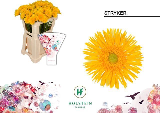 <h4>Germini Spider Stryker Water</h4>