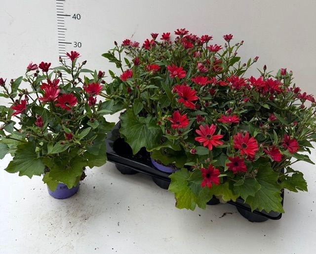 <h4>PERI C SEN RED</h4>