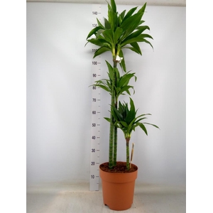 Dracaena frag. 'Janet Craig'