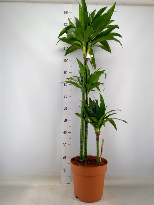 <h4>Dracaena frag. 'Janet Craig'</h4>
