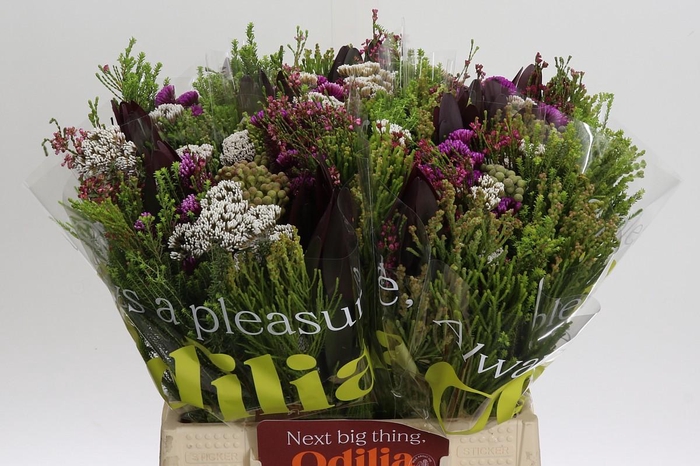<h4>BQ Wild Flower</h4>