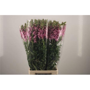 Antirrhinum It. Lavender
