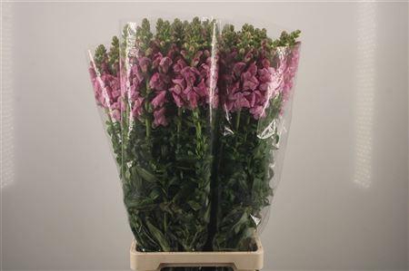 <h4>Antirrhinum It. Lavender</h4>