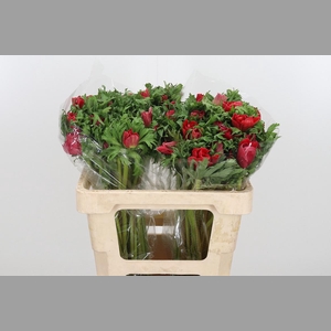Anemone Galil Rood