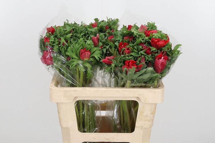 <h4>Anemone Galil Rood</h4>
