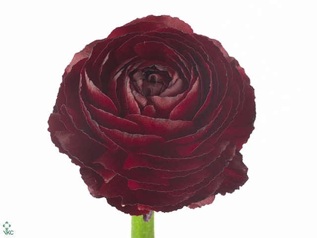 RAN ELEGANCE BORDEAUX