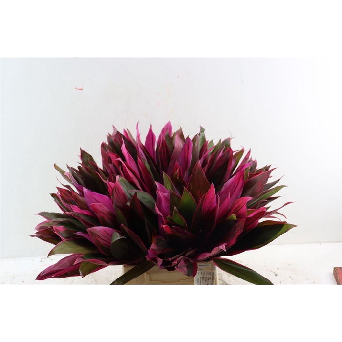 <h4>Coryline Frut Prince Albert Top</h4>