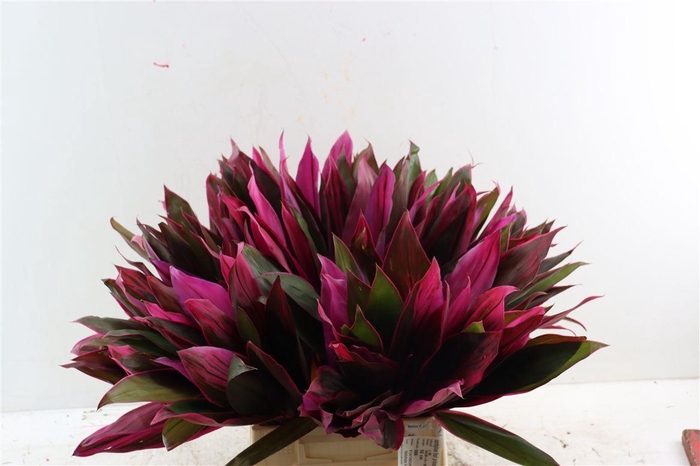 <h4>Coryline Frut Prince Albert Top</h4>