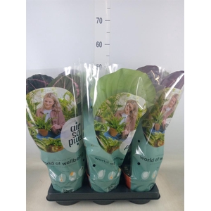 Calathea roseopicta   ...mix