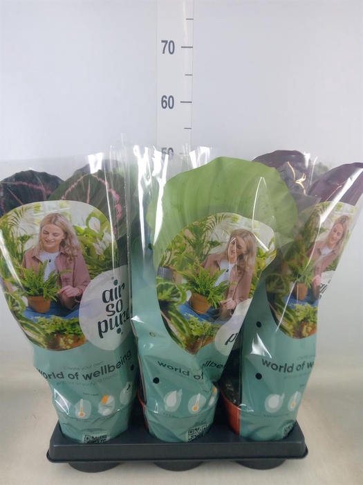 <h4>Calathea roseopicta   ...mix</h4>