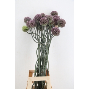 ALLIUM OV