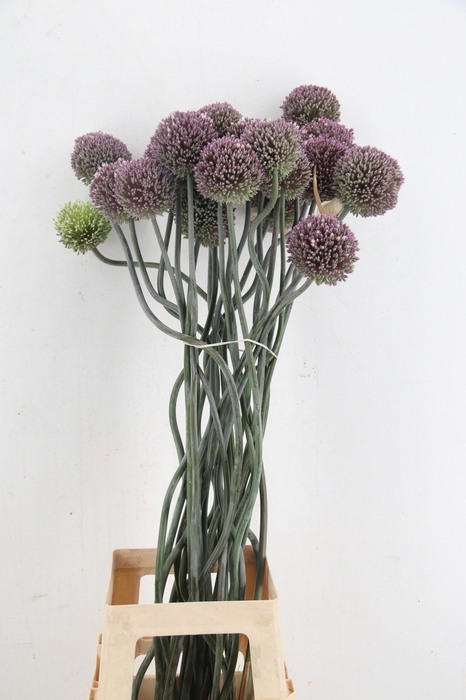 <h4>ALLIUM OV</h4>