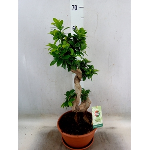 Ficus microcarpa 'Ginseng'