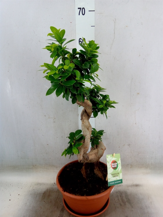 <h4>Ficus microcarpa 'Ginseng'</h4>