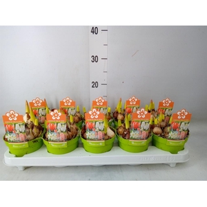 Bolbloemen   ...mix