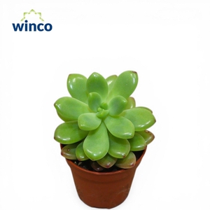 Cremnosedum First Foundling