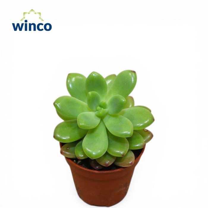 <h4>Cremnosedum First Foundling</h4>