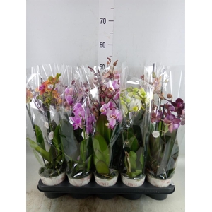 Phalaenopsis   ...mix